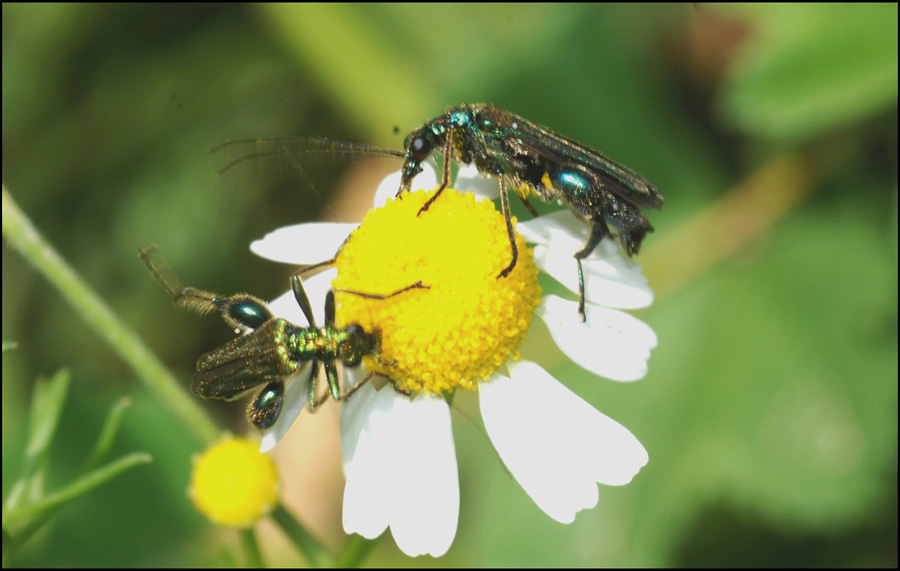 quant'' buona la camomilla! (maschi di Oedemera nobilis)